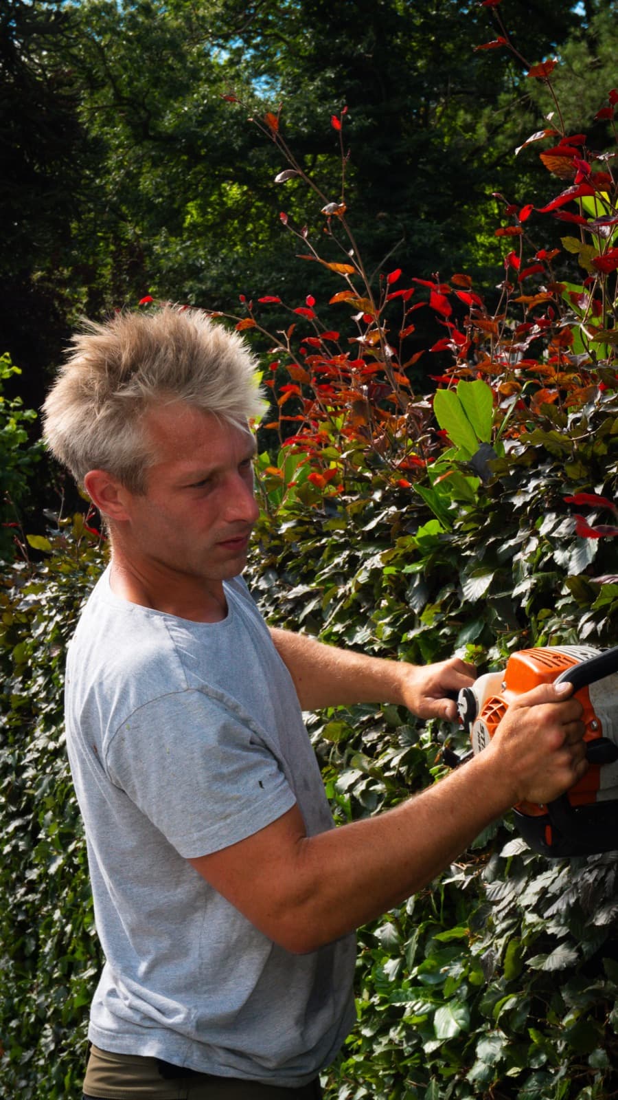 Taille d'une haie au taille-haie, feuillage rouge et orange en arrière-plan
