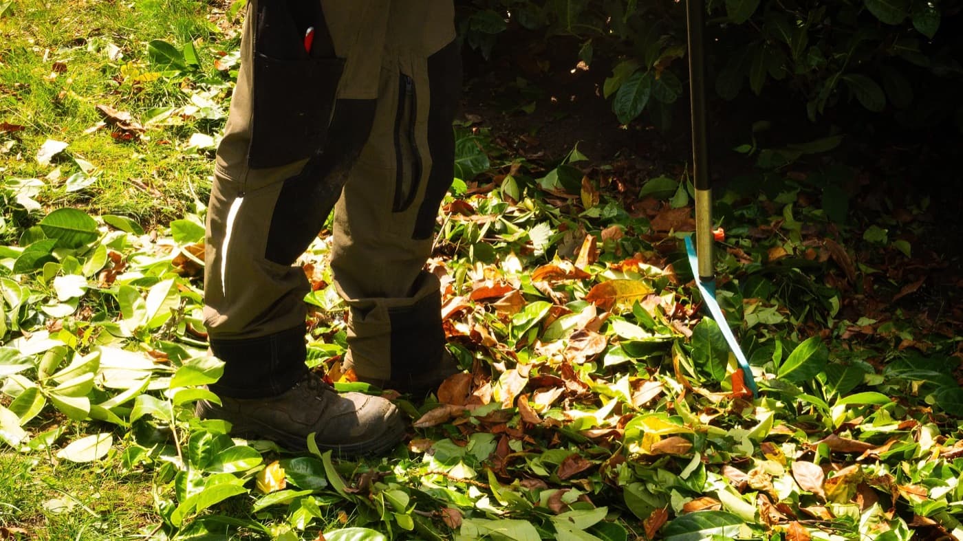 Ramassage des feuilles au râteau, après la taille