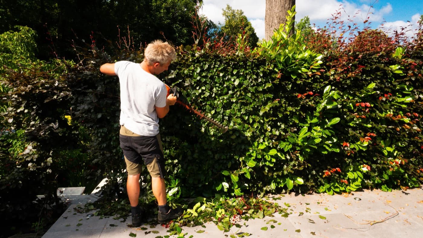 Taille de haie en plein soleil, la haie coupée au cordeau